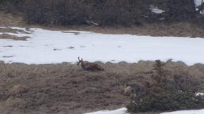 07 Et LE Chamois 07 Et LE Chamois